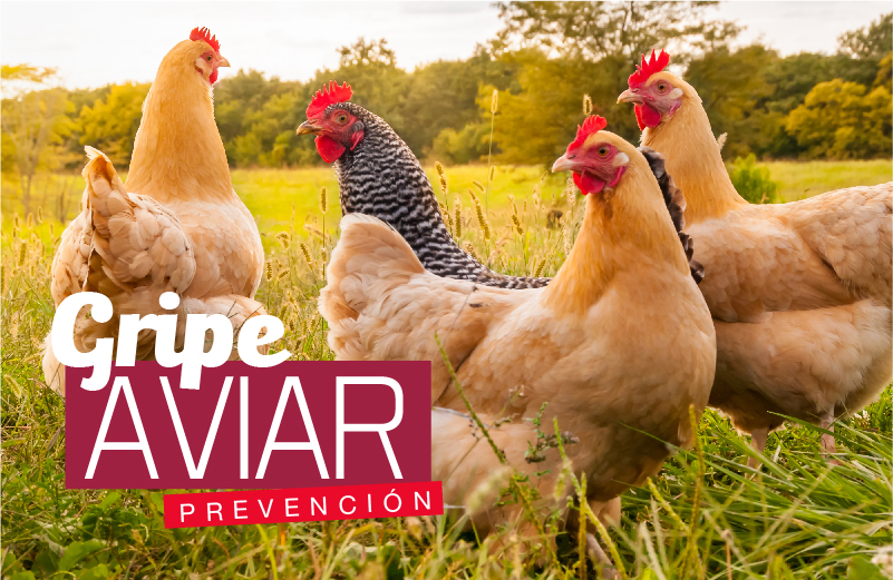 PREVENCIÓN GRIPE AVIAR
